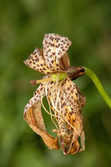 Lilium michiganense, photograph (c) daksu, some rights reserved (CC BY)