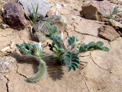 Astragalus bombycinus