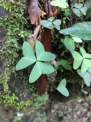 Oxalis griffithii