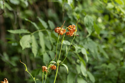 Lilium michiganense, photograph 4