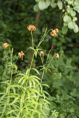 Lilium michiganense, photograph (c) daksu, some rights reserved (CC BY)