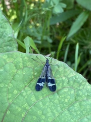 Panorpa japonica