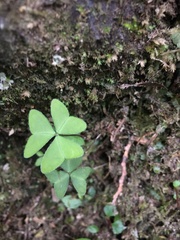 Oxalis griffithii