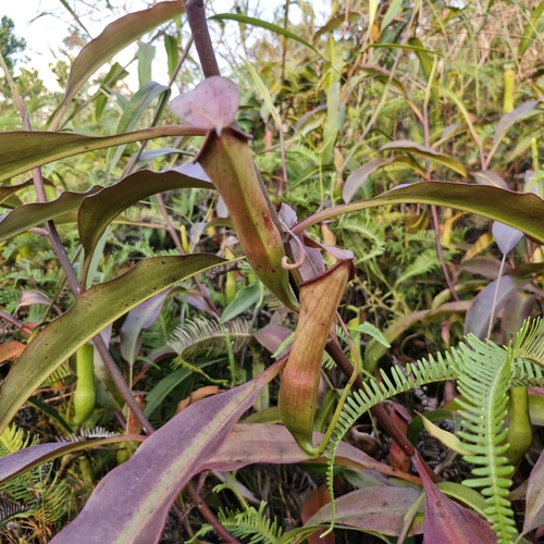 Nepenthes mirabilis