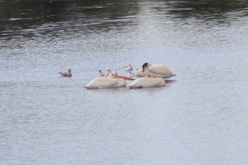 American White Pelican