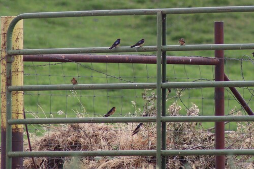 American Barn Swallow