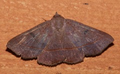 Epidromia rotundata