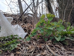 Aquilegia