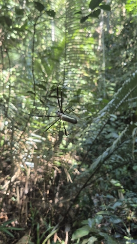 Golden Silk Spider