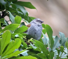 Myadestes occidentalis