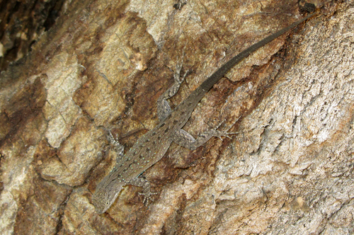 Black-tailed Brush Lizard