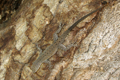 Baja California Brush Lizard photo 5