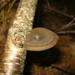 Winter Polypore - Photo (c) Erlon Bailey, some rights reserved (CC BY-SA), uploaded by Erlon Bailey