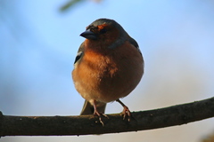 Fringilla coelebs