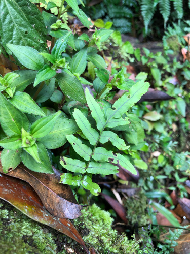 Goniophlebium mengtzeense, photograph 6