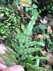 Polypodiastrum mengtzeense