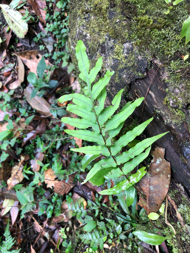 Goniophlebium mengtzeense, photograph 5
