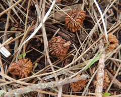 Allocasuarina luehmannii