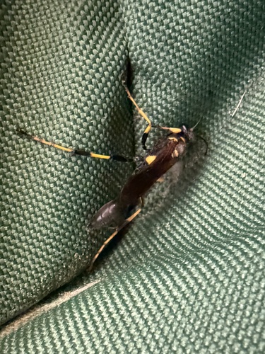 Yellow-legged Mud-dauber Wasp
