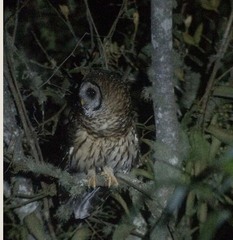Strix fulvescens