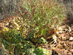 Rheum tataricum