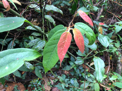 Ficus pumila awkeotsang