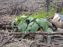 Tracheophyta