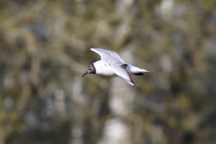 Chroicocephalus ridibundus