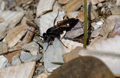 Red-legged Spider Wasp, Callantsoog, Netherlands, photo 3 of 10