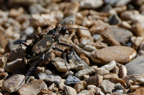 Northern Dune Tiger Beetle, Callantsoog, Netherlands, photo 9 of 10
