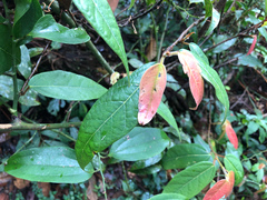 Ficus pumila awkeotsang