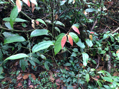 Ficus pumila awkeotsang