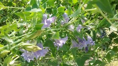 Epixiphium wislizeni