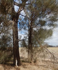 Allocasuarina luehmannii
