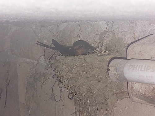Barn Swallow