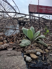 Verbascum thapsus
