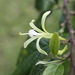 Turraea floribunda - Photo (c) Bruce Surmon, μερικά δικαιώματα διατηρούνται (CC BY-NC), uploaded by Bruce Surmon