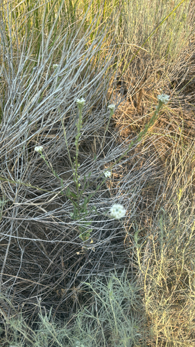 hoary alyssum