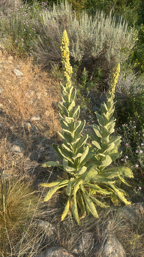 great mullein