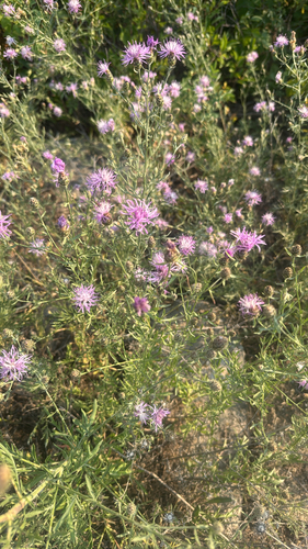 spotted knapweed