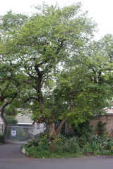Antidesma venosum