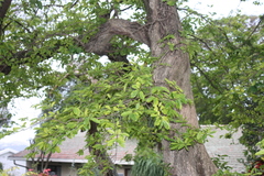 Antidesma venosum