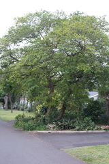 Antidesma venosum