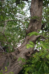 Antidesma venosum
