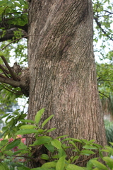Antidesma venosum