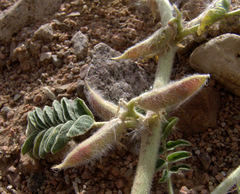 Astragalus sparsus