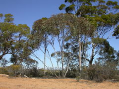 Eucalyptus sheathiana