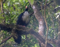 Oreophasis derbianus