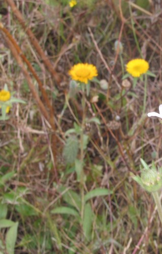Pallenis spinosa, photograph 3