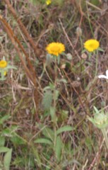 (c) zebedeugalinha, some rights reserved (CC BY) Pallenis spinosa, photograph (c) zebedeugalinha, some rights reserved (CC BY)